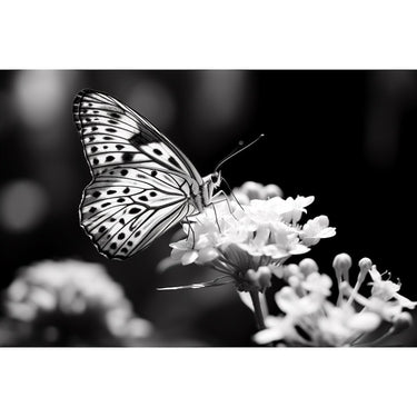 Black and White Butterfly Canvas